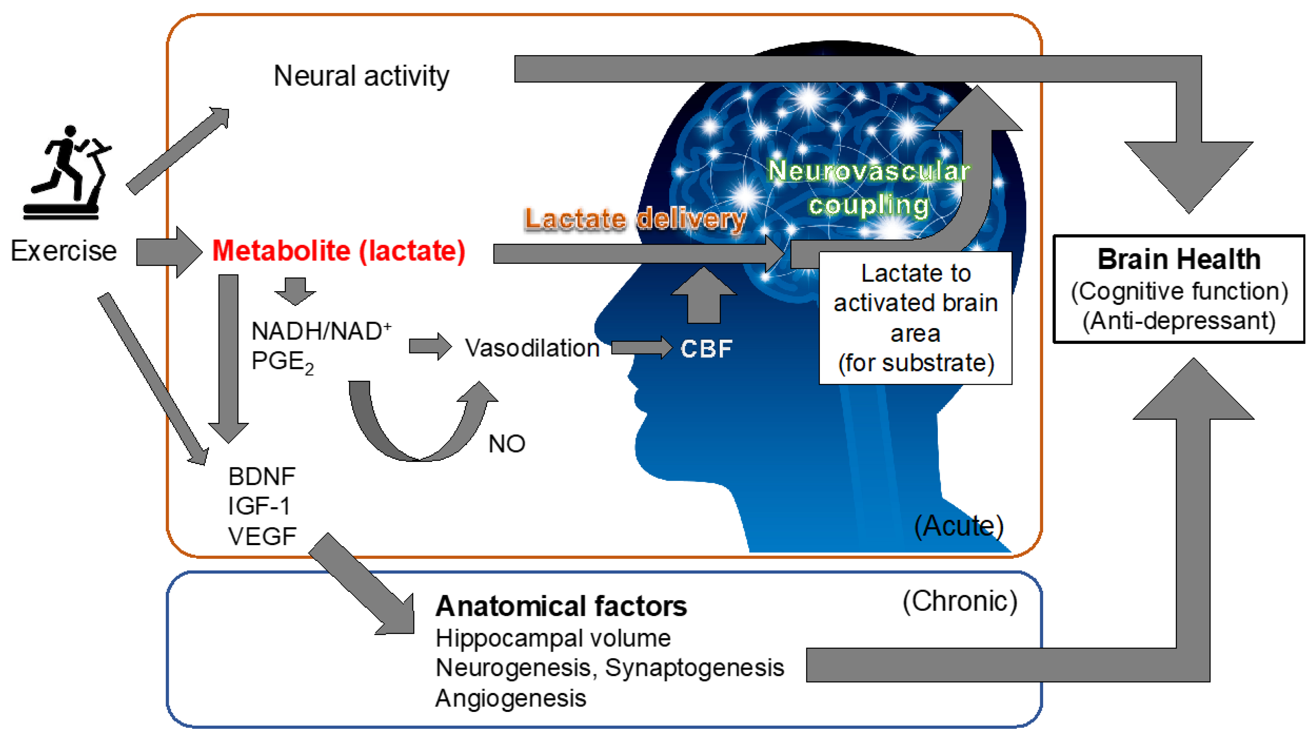 benefici del lattato sull'attività neurale